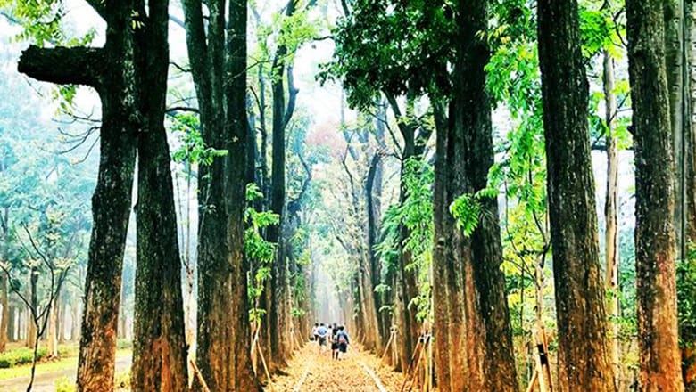 新威森林公園